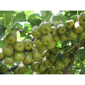 Fruits frais au kiwi vert - 2013